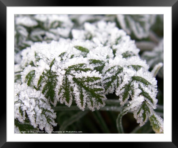 Frosty Leaves Framed Mounted Print by Phil Clarkson