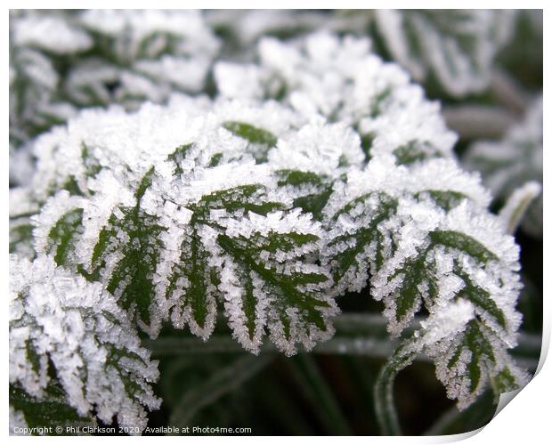 Frosty Leaves Print by Phil Clarkson