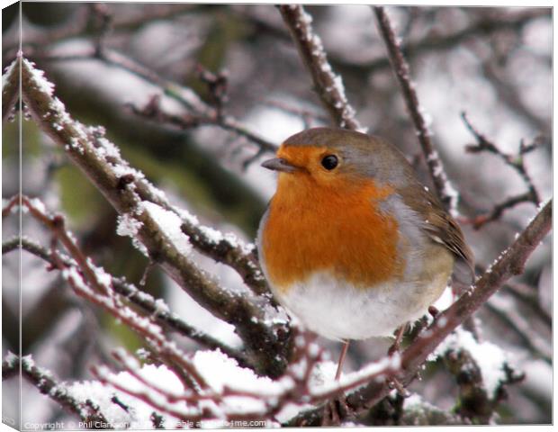 Robin in the Snow Canvas Print by Phil Clarkson