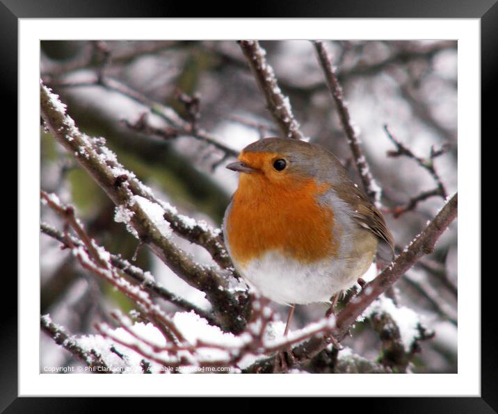 Robin in the Snow Framed Mounted Print by Phil Clarkson
