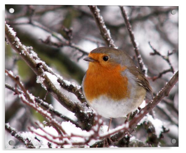 Robin in the Snow Acrylic by Phil Clarkson