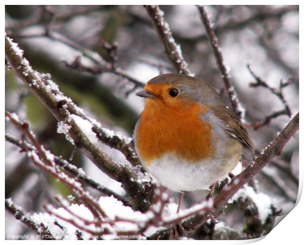 Robin in the Snow Print by Phil Clarkson
