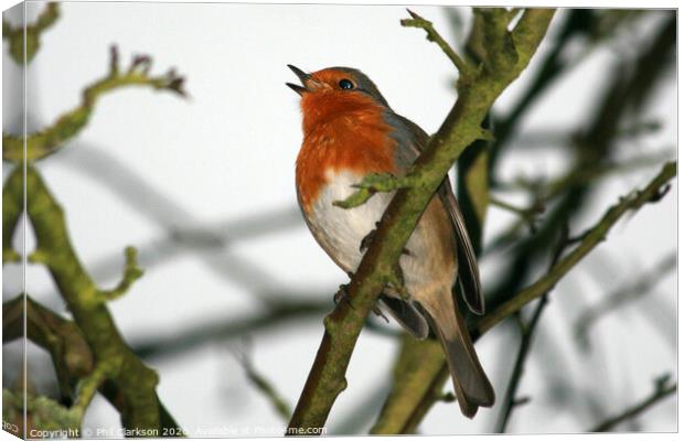 Singing Robin in Tree Canvas Print by Phil Clarkson