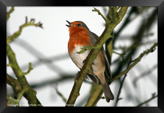 Singing Robin in Tree Framed Print by Phil Clarkson