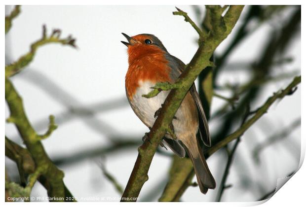 Singing Robin in Tree Print by Phil Clarkson