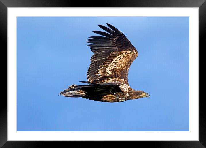White-tailed Eagle Flying Framed Mounted Print by Arterra 