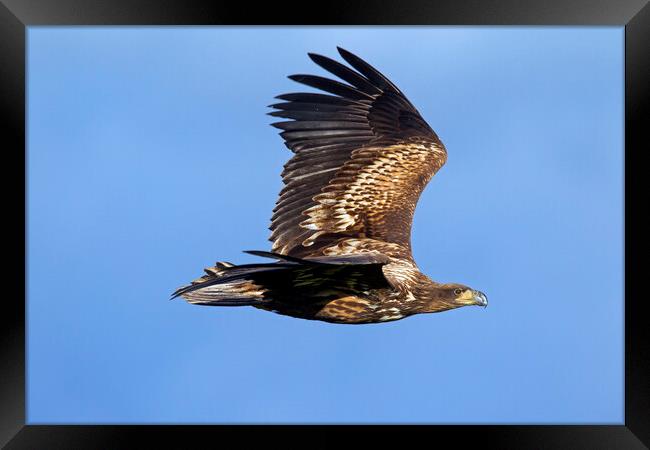 White-tailed Eagle Flying Framed Print by Arterra 