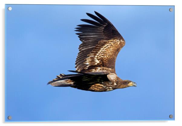 White-tailed Eagle Flying Acrylic by Arterra 