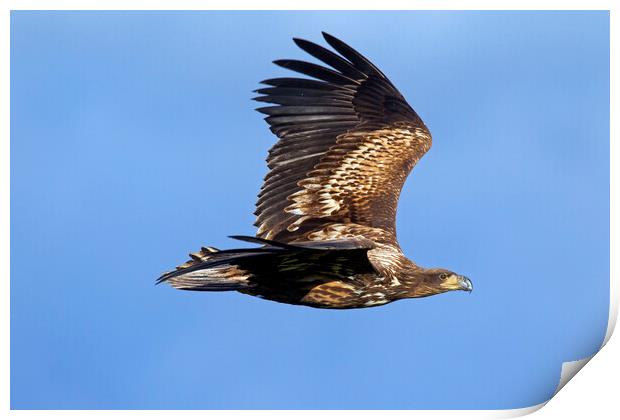 White-tailed Eagle Flying Print by Arterra 