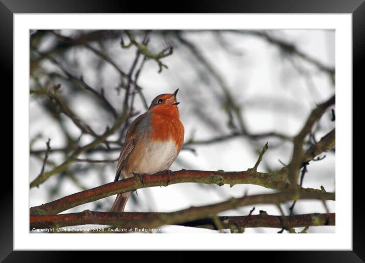 Robin Singing in Tree Framed Mounted Print by Phil Clarkson