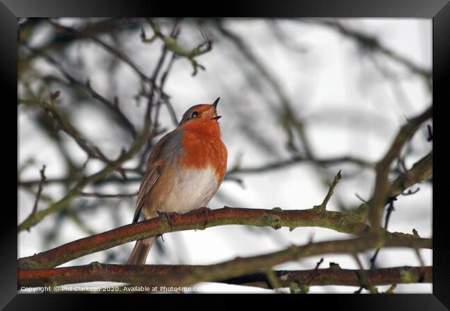 Robin Singing in Tree Framed Print by Phil Clarkson