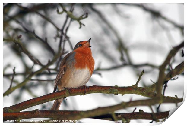 Robin Singing in Tree Print by Phil Clarkson
