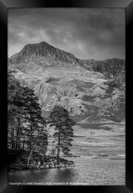 Scots Pine Blea Tarn Framed Print by Heidi Stewart