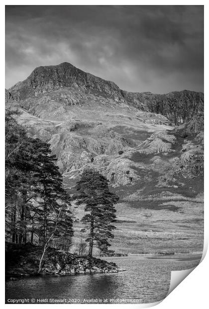 Scots Pine Blea Tarn Print by Heidi Stewart