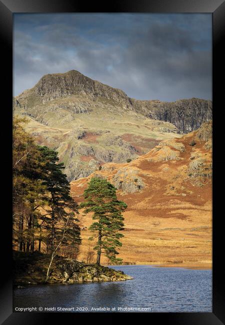 Scots Pine Blea Tarn Framed Print by Heidi Stewart