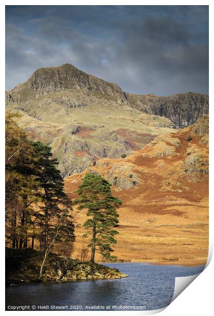 Scots Pine Blea Tarn Print by Heidi Stewart