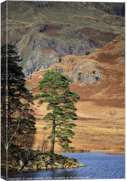 Scots Pine at Blea Tarn Canvas Print by Heidi Stewart
