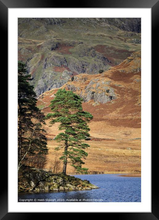 Scots Pine at Blea Tarn Framed Mounted Print by Heidi Stewart