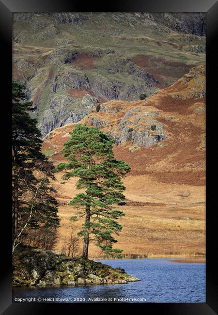 Scots Pine at Blea Tarn Framed Print by Heidi Stewart
