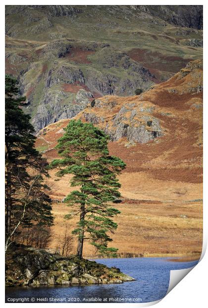 Scots Pine at Blea Tarn Print by Heidi Stewart