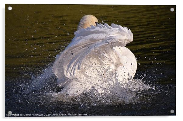 Swan Splash Acrylic by David Atkinson