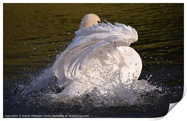 Swan Splash Print by David Atkinson
