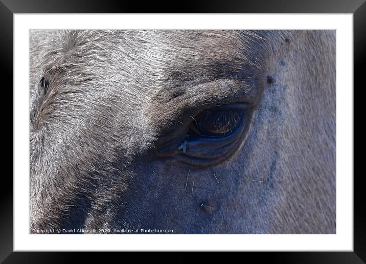 Fly in the Eye Framed Mounted Print by David Atkinson