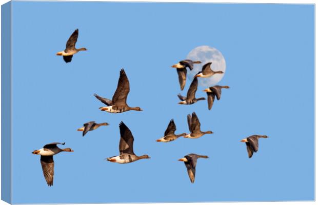 Full Moon and Flock of Geese Canvas Print by Arterra 