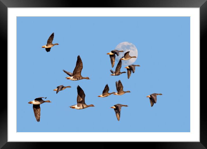 Full Moon and Flock of Geese Framed Mounted Print by Arterra 