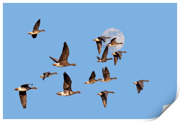 Full Moon and Flock of Geese Print by Arterra 