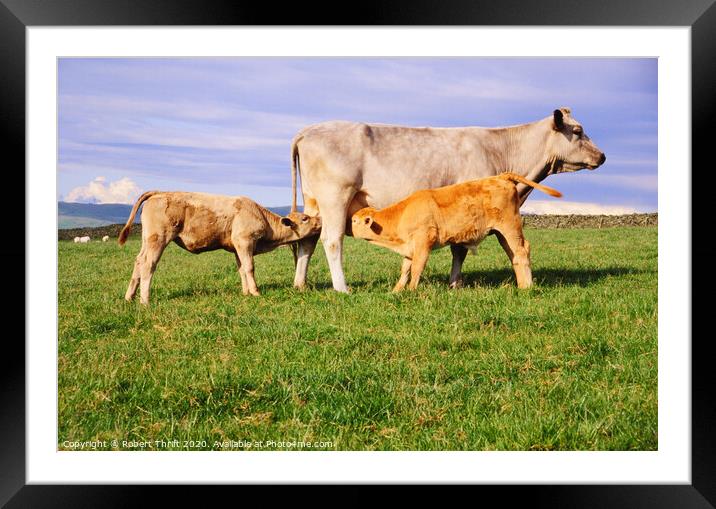 Suckling calves, near Old Hutton Cumbria Framed Mounted Print by Robert Thrift