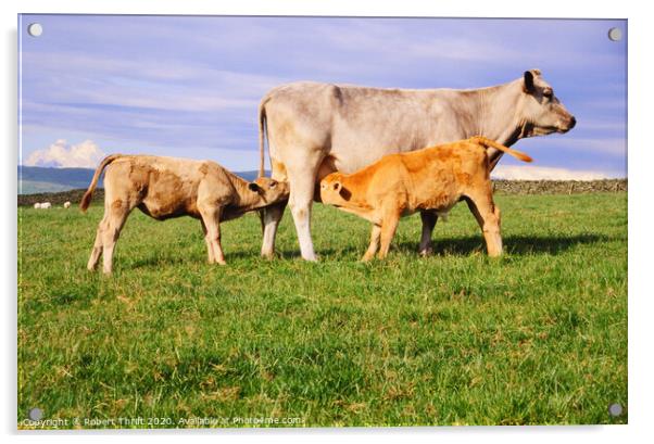 Suckling calves, near Old Hutton Cumbria Acrylic by Robert Thrift