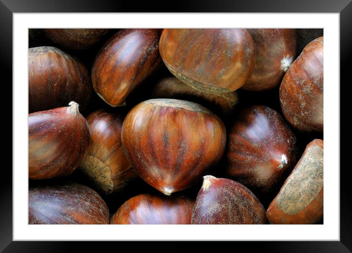 Sweet Chestnuts Framed Mounted Print by Arterra 