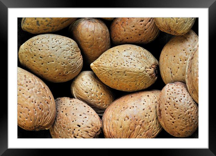 Almond Nuts Framed Mounted Print by Arterra 