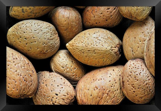 Almond Nuts Framed Print by Arterra 