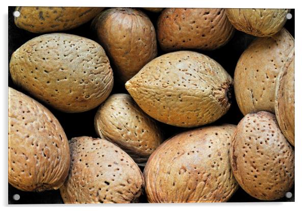 Almond Nuts Acrylic by Arterra 
