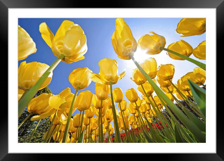 Yellow Tulips Framed Mounted Print by Arterra 