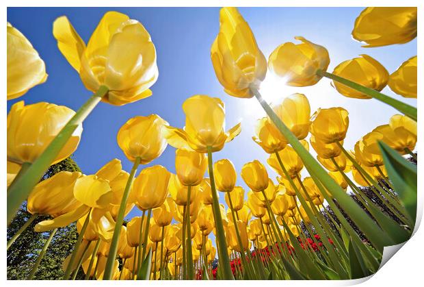 Yellow Tulips Print by Arterra 