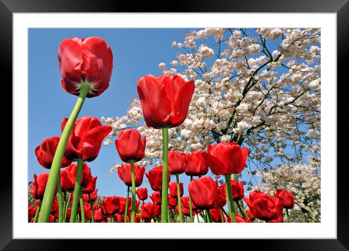 Red Tulips and  Japanese Cherry Tree Framed Mounted Print by Arterra 