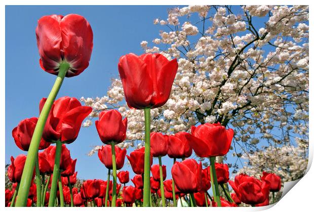 Red Tulips and  Japanese Cherry Tree Print by Arterra 