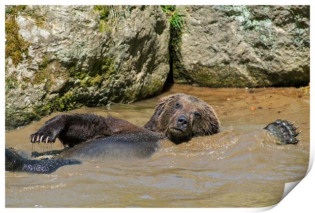 Brown Bear Swimming Backstroke Print by Arterra 