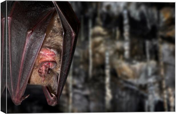 Greater Horseshoe Bat in Cave Canvas Print by Arterra 