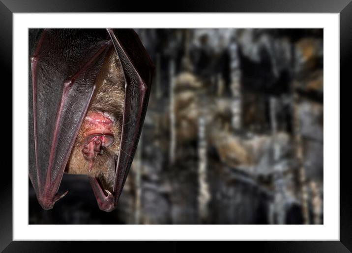 Greater Horseshoe Bat in Cave Framed Mounted Print by Arterra 
