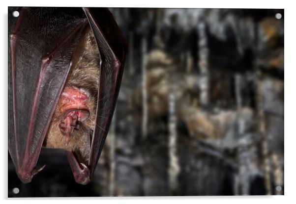 Greater Horseshoe Bat in Cave Acrylic by Arterra 