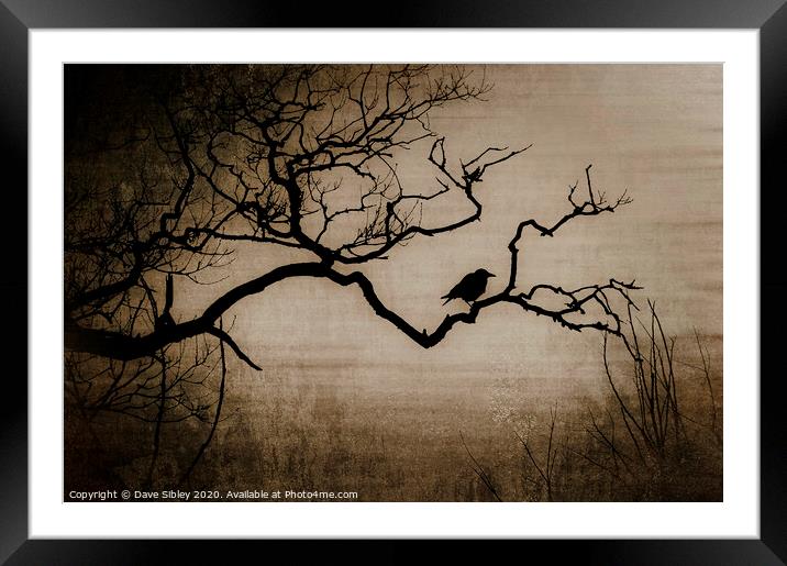 Crow Framed Mounted Print by Dave Sibley