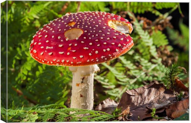Fly Agaric in Autumn Forest Canvas Print by Arterra 