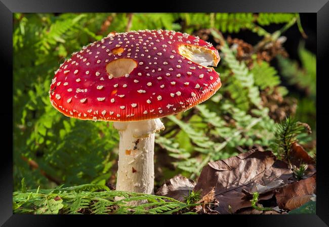 Fly Agaric in Autumn Forest Framed Print by Arterra 