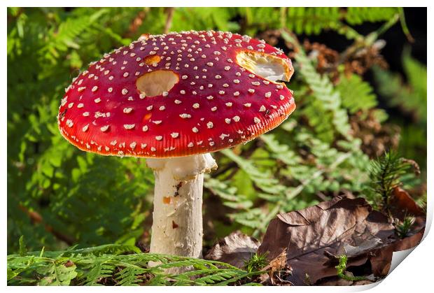 Fly Agaric in Autumn Forest Print by Arterra 