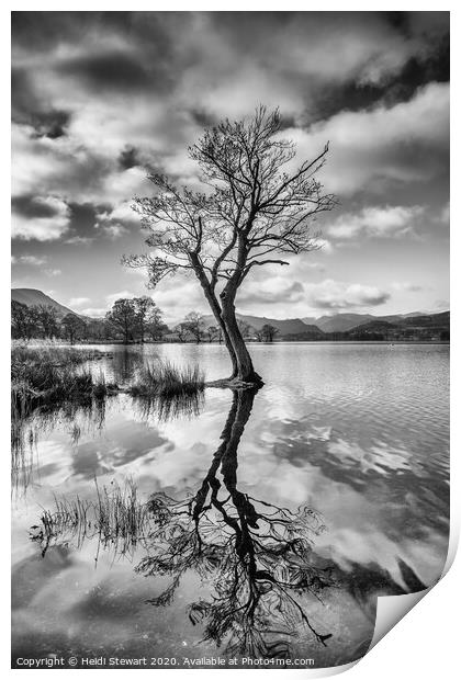 Reflected Tree at Ullswater Lake Print by Heidi Stewart