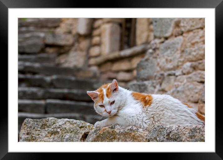 White Cat in the Provence, France Framed Mounted Print by Arterra 